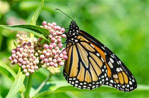 Monarch Butterfly 